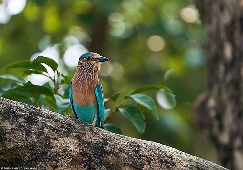 Indian roller || Tala, Bandhavgarh || Oct 2021 Coracias benghalensis,Indian Roller