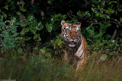 Tiger || Magadhi, Bandhavgarh || Oct 2021 Bengal tiger,Panthera tigris tigris