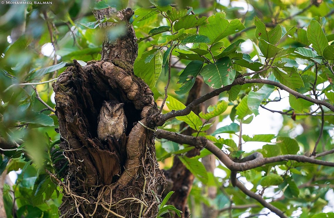 Indian Scops Owl || Tala, Bandhavgarh || Oct 2021<br />
<a href="https://www.facebook.com/MohammedSalmanPics" rel="nofollow">https://www.facebook.com/MohammedSalmanPics</a><br />
<a href="https://www.instagram.com/7salman86/" rel="nofollow">https://www.instagram.com/7salman86/</a> Indian Scops Owl,Otus bakkamoena