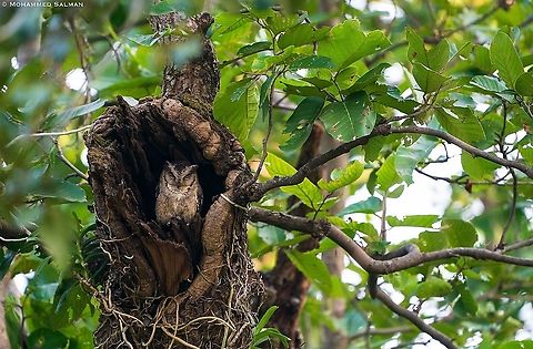 Indian Scops Owl || Tala, Bandhavgarh || Oct 2021
https://www.facebook.com/MohammedSalmanPics
https://www.instagram.com/7salman86/ Indian Scops Owl,Otus bakkamoena