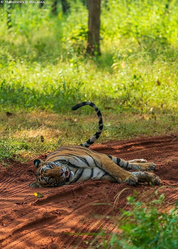 A relaxing tiger || Magadhi, Bandhavgarh || Oct 2021 Bengal tiger,Panthera tigris tigris