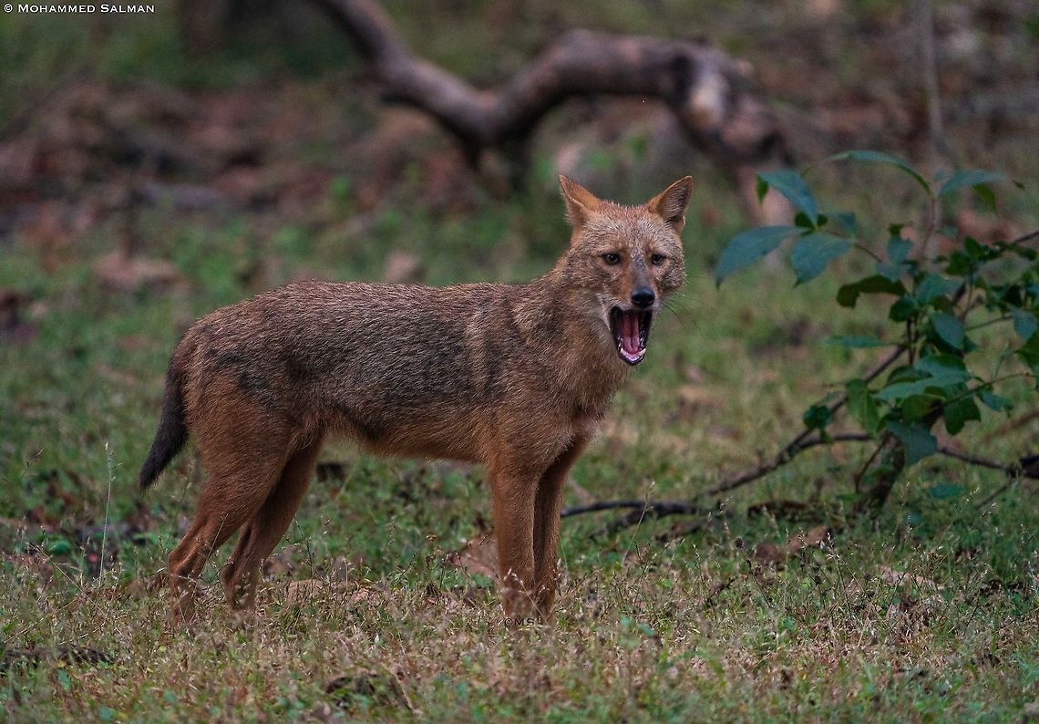 Yawning jackal || Magadhi, Bandhavgarh || Oct 2021 Canis aureus indicus,Indian jackal