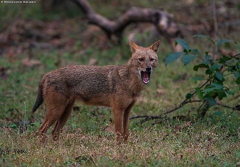 Yawning jackal || Magadhi, Bandhavgarh || Oct 2021 Canis aureus indicus,Indian jackal