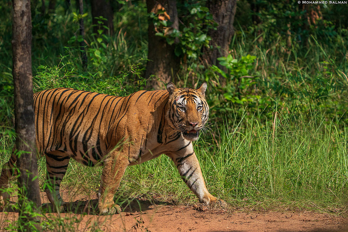 Mahaman Male || Magadhi, Bandhavgarh || Oct 2021 Bengal tiger,Panthera tigris tigris