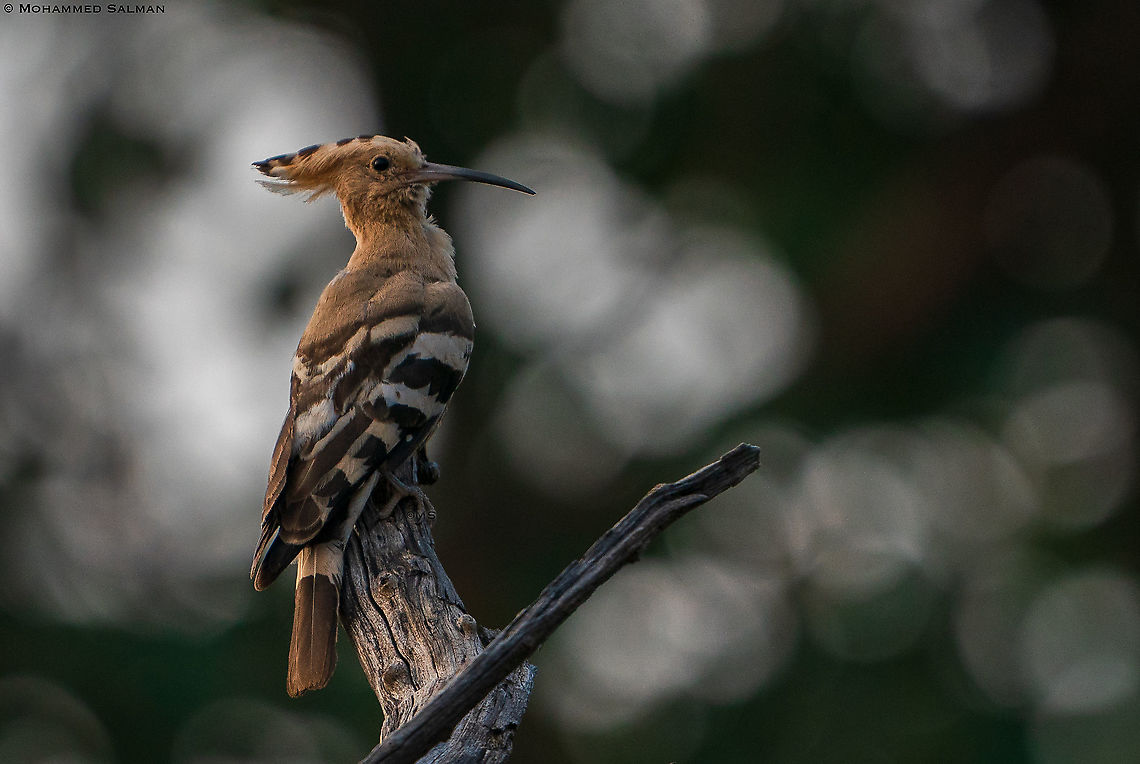 Hoopoe || Magadhi, Bandhavgarh || Oct 2021 Hoopoe,Upupa epops