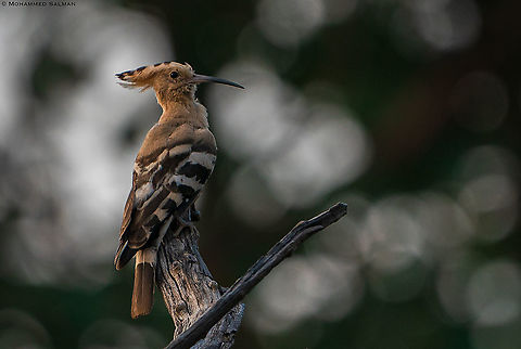 Hoopoe || Magadhi, Bandhavgarh || Oct 2021 Hoopoe,Upupa epops