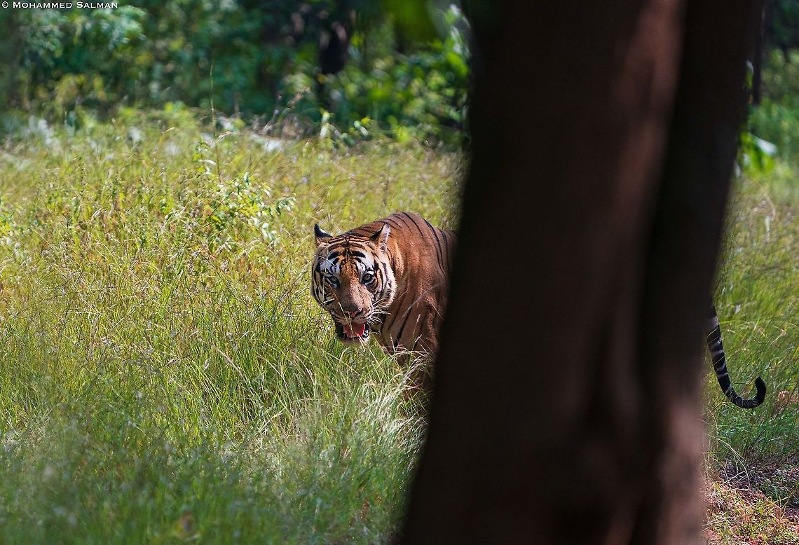 T-39 || Magadhi, Bandhavgarh || Oct 2021<br />
 Bengal tiger,Panthera tigris tigris