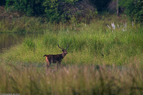 Sambar habitat || Magadhi, Bandhavgarh || Oct 2021 Rusa unicolor,Sambar