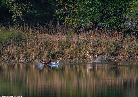 The Hunt || Tadoba || Jan 2020 Bengal tiger,Panthera tigris tigris