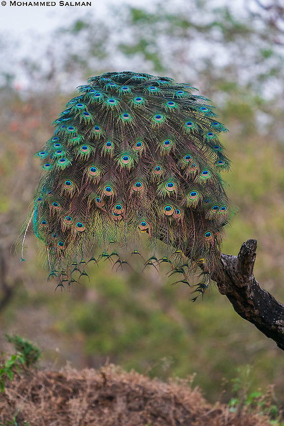 Tree-cock || Bandipur || Feb 2021 Indian peafowl,Pavo cristatus