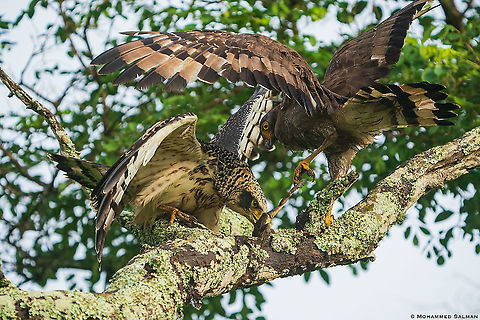 Serpent eagles, feasting on a frog || Bandipur || Feb 2021 Crested Serpent Eagle,Spilornis cheela