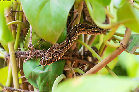 Russell&rsquo;s Viper Sony A9ii
Sony 90mm
➖➖➖➖➖➖➖➖➖➖➖➖➖
The Russell&rsquo;s Viper also known as &ldquo;kolak mandala&rdquo; in Kannada, are found in a variety of habitats ranging from empty housing plots in rapidly urbanising cities to agriculture fields across the state, they prey on rodents, and other smaller reptiles. This species is highly venomous and is responsible for a high number of deaths from snake bites in India. The most common threat to this snake is fear. A lot of people, perceive them as dangerous and kill them. My gardener found this snake to my surprise, in my house garden right in the middle of Bangalore, coiled up to a plant, when he was pruning it. I asked him to keep a safe distance and informed the BBMP wildlife cell, they sent a person to rescue the snake and it was safely released into the wild. Daboia russelii,Russells viper