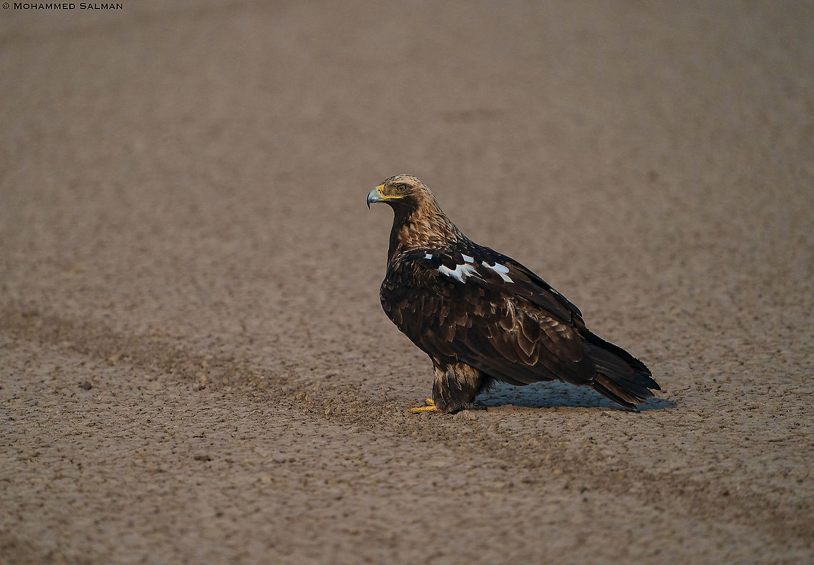 Eastern imperial eagle || Little Rann of Kutch || Dec 2021 Aquila heliaca,Eastern imperial eagle