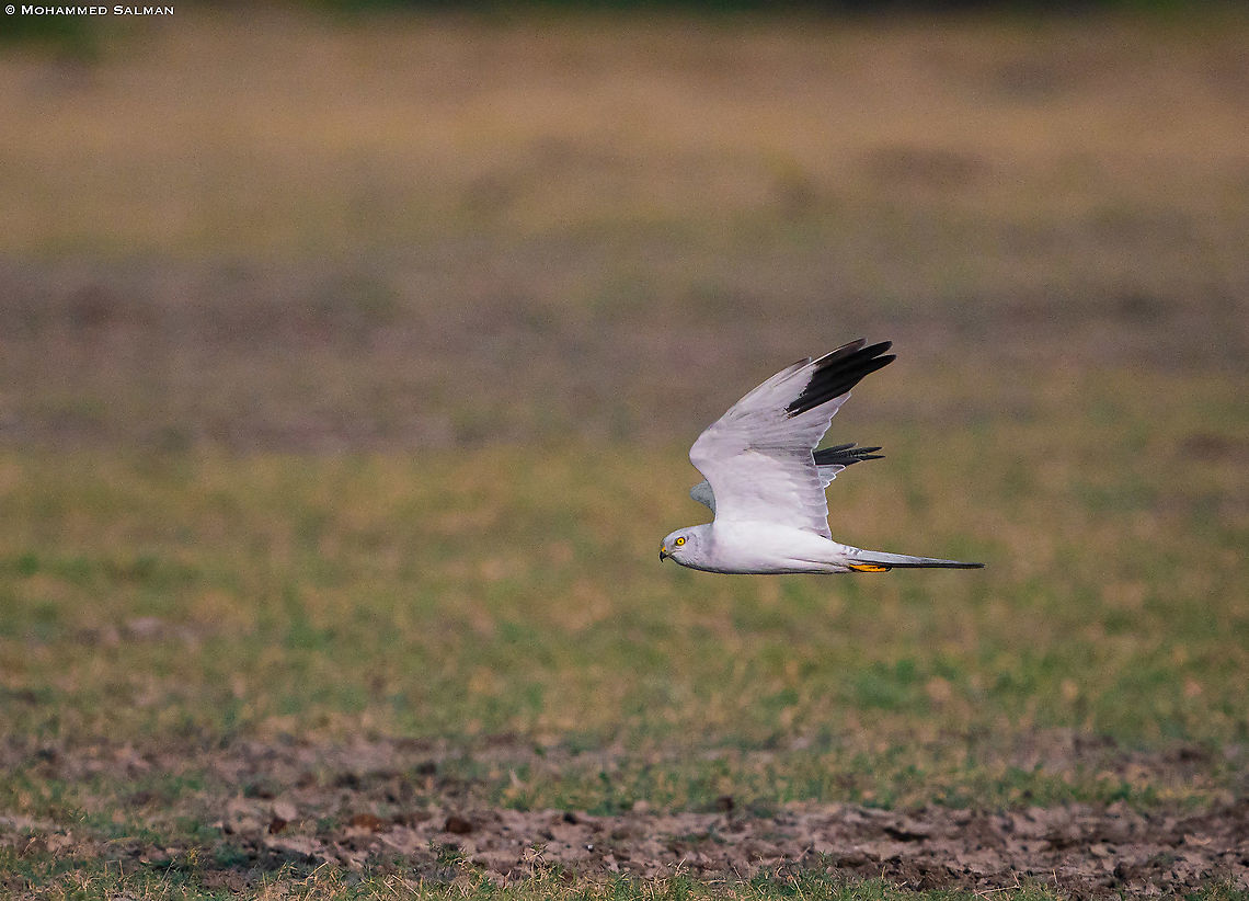 Pallid harrier male, in flight || Little Rann of Kutch || Dec 2021 Circus macrourus,Pallid harrier
