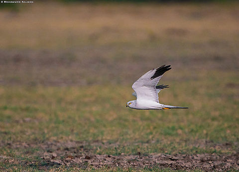 Pallid harrier male, in flight || Little Rann of Kutch || Dec 2021 Circus macrourus,Pallid harrier