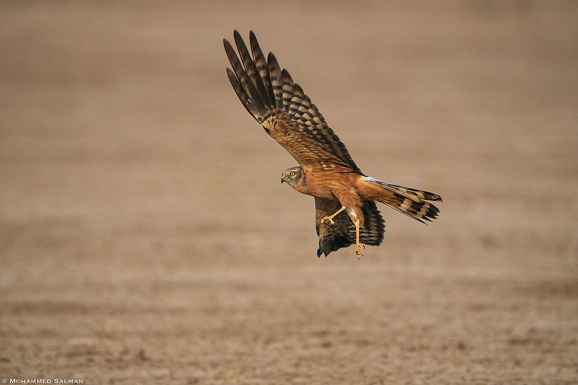 Pallid harrier female, in action || Little Rann of Kutch || Dec 2021 Circus macrourus,Pallid harrier