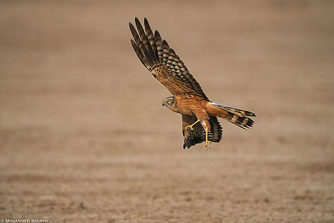 Pallid harrier female, in action || Little Rann of Kutch || Dec 2021 Circus macrourus,Pallid harrier