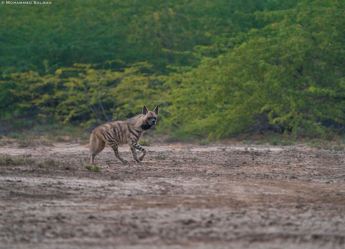 Striped hyena || Little Rann of Kutch || Dec 2021 Hyaena hyaena,Striped hyenas