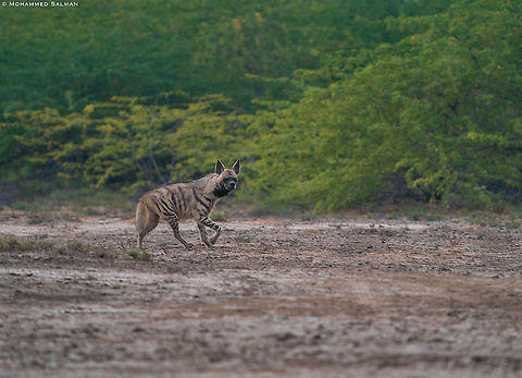 Striped hyena || Little Rann of Kutch || Dec 2021 Hyaena hyaena,Striped hyenas