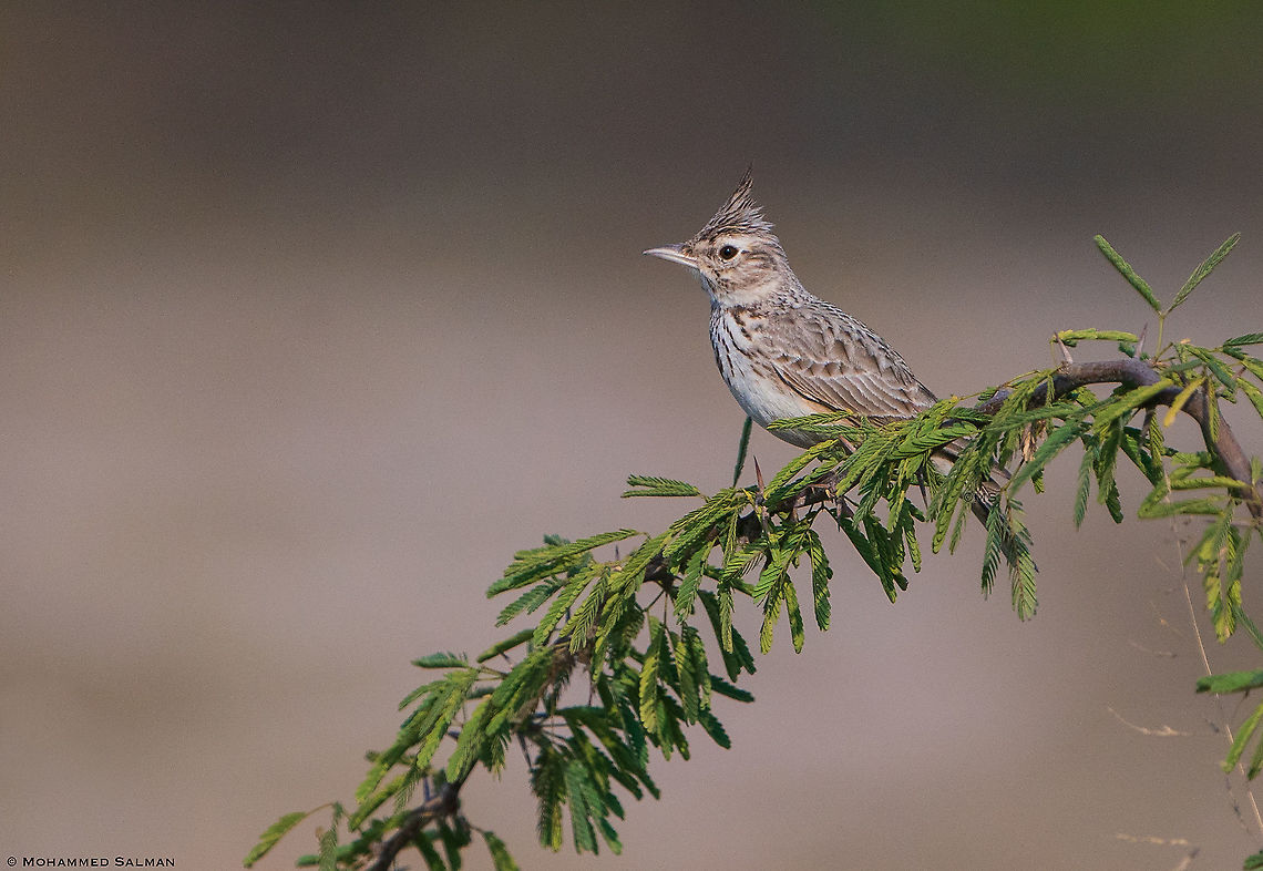 Crested lark || Little Rann of Kutch || Dec 2021 Crested Lark,Galerida cristata