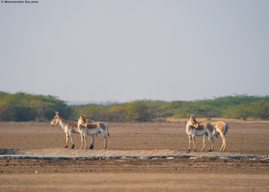 Indian wild ass || Little Rann of Kutch || Dec 2021<br />
 Equus hemionus khur,Indian wild ass