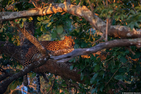 Leopard in golden light || Bandipur || Jan 2022 Leopard,Panthera pardus