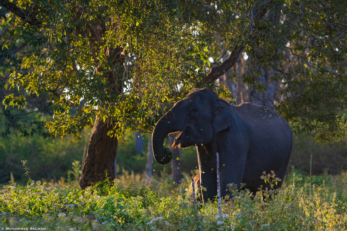 Elephant snack || Bandipur || Jan 2022 Asian elephant,Elephas maximus