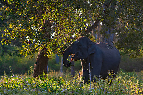 Elephant snack || Bandipur || Jan 2022 Asian elephant,Elephas maximus