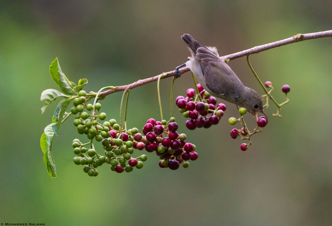 Pale billed flowerpecker with feed || Bangalore || Nov 2021 Dicaeum erythrorhynchos,Pale-billed flowerpecker
