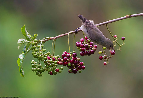 Pale billed flowerpecker with feed || Bangalore || Nov 2021 Dicaeum erythrorhynchos,Pale-billed flowerpecker