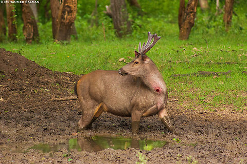 Sore spot || Kabini || July 2015.
On many occasions on safari, I have seen people get alarmed thinking that there is a wounded deer by looking at its sore spot, the sambar deer that display this sore spot are easily mistaken to be wounded,  the sore spot usually occurs during the mating season, the falling hair give a bloody appearance to a circular area near the throat. This secretes a fluid, and is commonly called the Sore Spot. As to why it happens is a still a mystery, and not one is entirely sure what it is or what its for. Rusa unicolor,Sambar