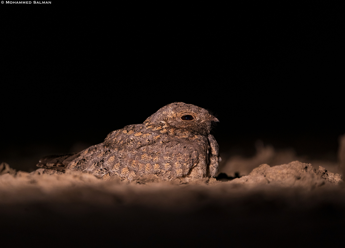Sykes's nightjar || Little Rann of Kutch || Dec 2021 Caprimulgus mahrattensis,Sykes nightjar