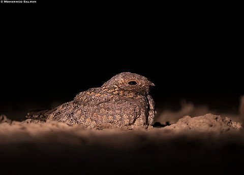 Sykes's nightjar || Little Rann of Kutch || Dec 2021 Caprimulgus mahrattensis,Sykes nightjar