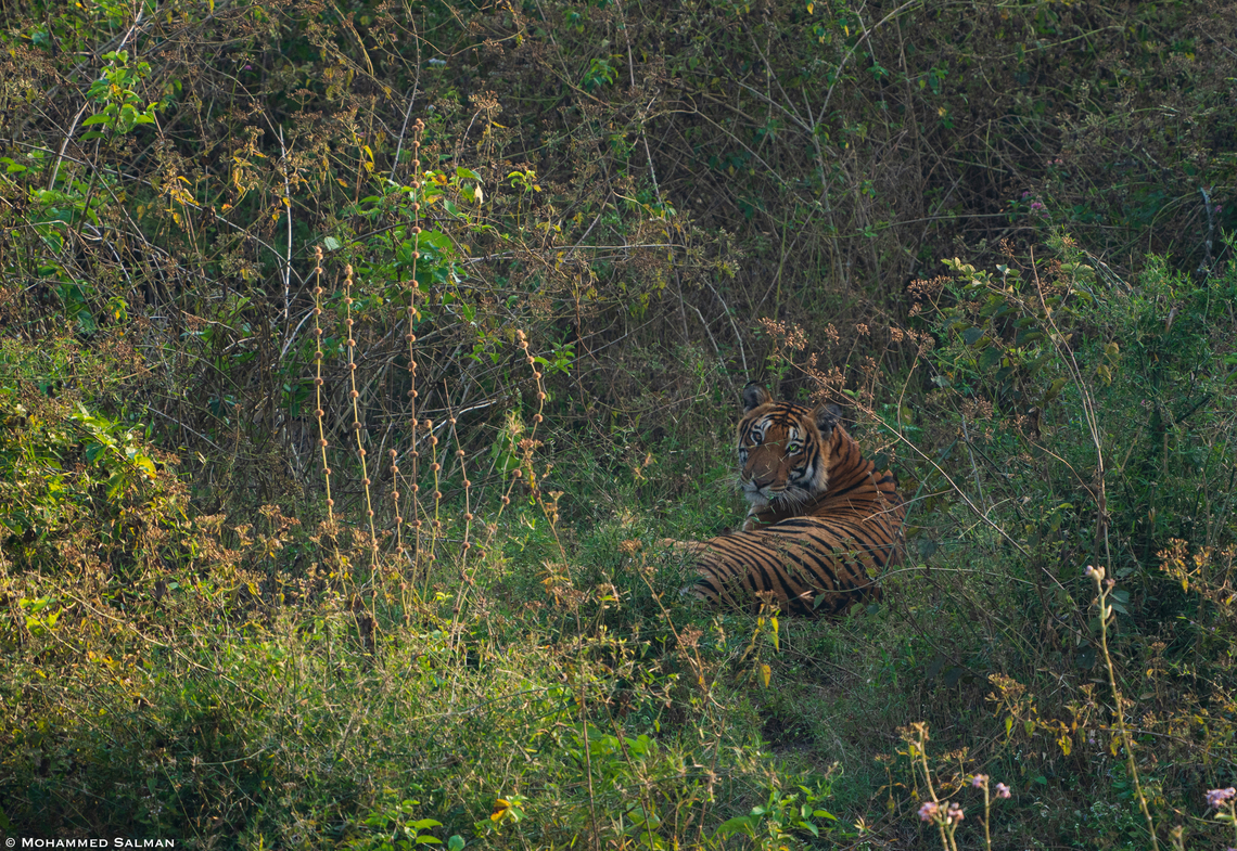 Tiger in the thicket || Bandipur || Jan 2022<br />
 Bengal tiger,Panthera tigris tigris