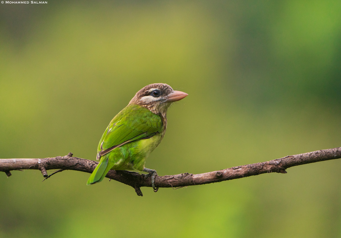 White-cheeked barbet || Bangalore || Aug 2020 Megalaima viridis,White-cheeked Barbet