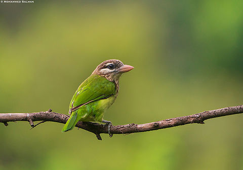 White-cheeked barbet || Bangalore || Aug 2020 Megalaima viridis,White-cheeked Barbet