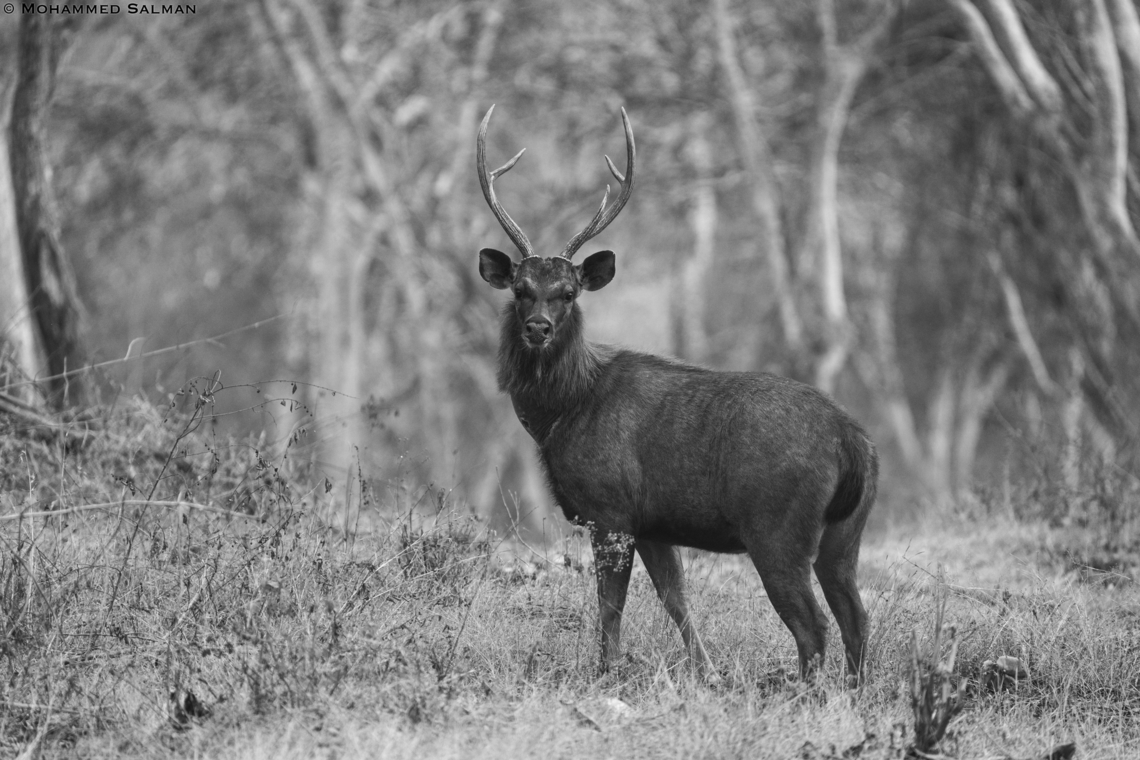 Greyscale sambar stag || Bandipur || Feb 2021 Rusa unicolor,Sambar