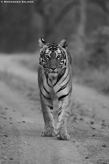 The big cat in black and white || Bandipur || Feb 2021 Bengal tiger,Panthera tigris tigris