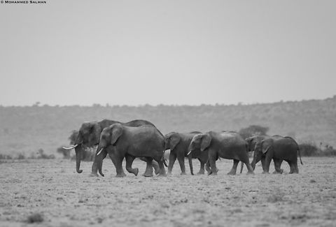 African elephants in monochrome || Amboseli || Aug 2017 African bush elephant,Loxodonta africana