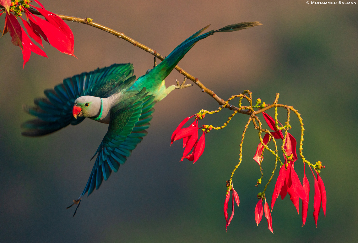 Malabar Parakeet take-off || Feb 2022 || Western Ghats, Shivamogga Malabar parakeet,Psittacula columboides
