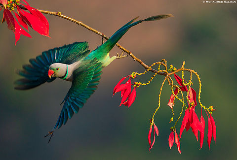 Malabar Parakeet take-off || Feb 2022 || Western Ghats, Shivamogga Malabar parakeet,Psittacula columboides