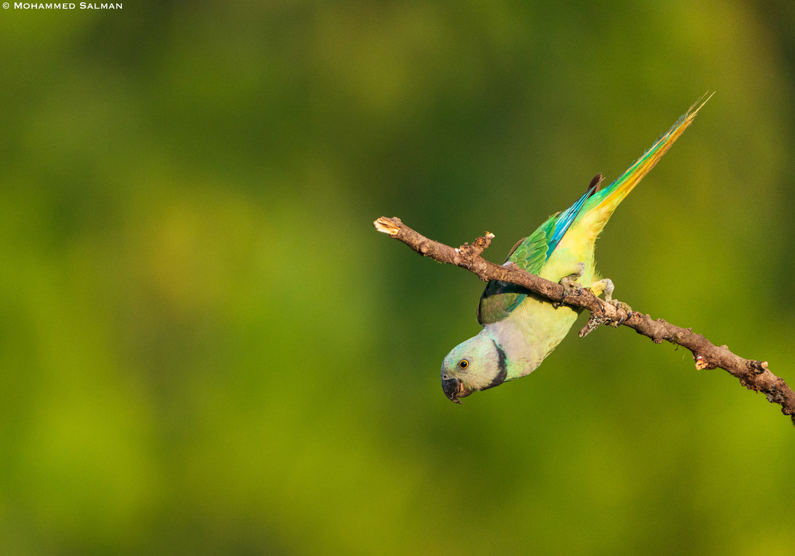 Malabar parakeet female || Feb 2022 || Western Ghats, Shivamogga<br />
 Malabar parakeet,Psittacula columboides