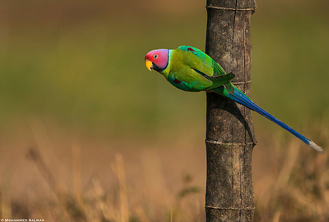 Plum-headed parakeet || Feb 2022 || Western Ghats, Shivamogga Plum-headed Parakeet,Psittacula cyanocephala