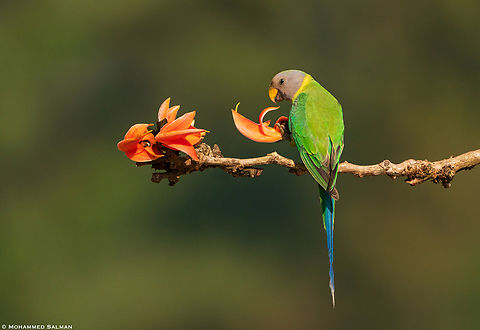 Plum-headed parakeet female || Feb 2022 || Western Ghats, Shivamogga Plum-headed Parakeet,Psittacula cyanocephala