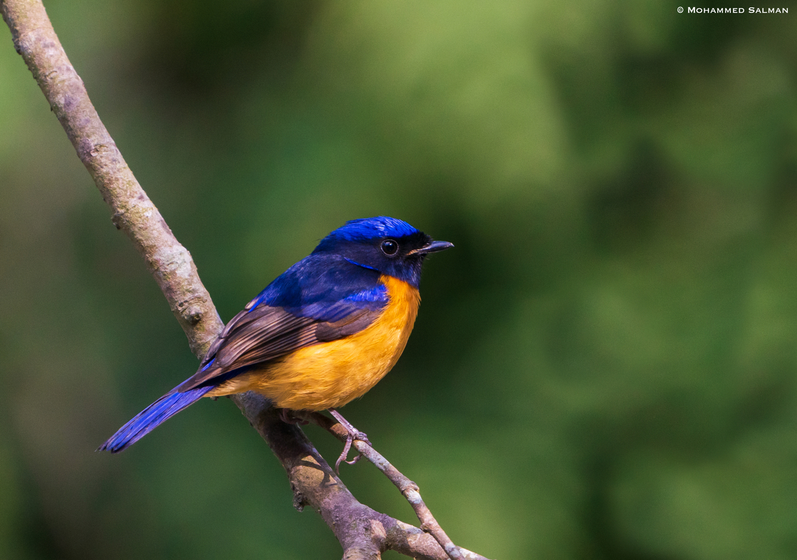 Rufous-bellied niltava || Sattal || Feb 2022<br />
 Niltava sundara,Rufous-bellied niltava