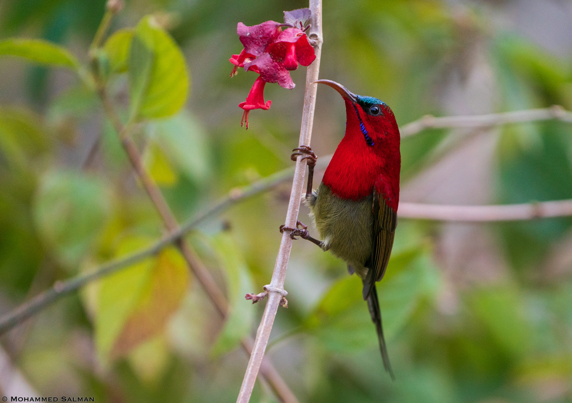 Crimson Sunbird || Sattal || Feb 2022 Aethopyga siparaja,Crimson Sunbird