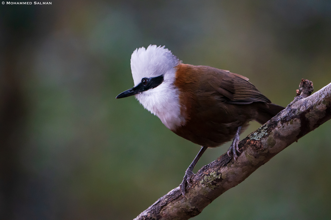 White-crested laughingthrush || Sattal || Feb 2022<br />
 Garrulax leucolophus,White-crested laughingthrush
