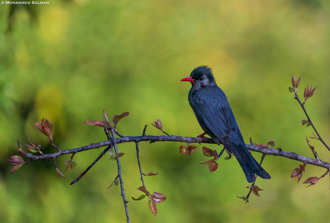 Himalayan black bulbul || Sattal || Feb 2022 Black bulbul,Hypsipetes leucocephalus