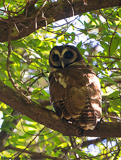 Brown wood owl || Sattal || Feb 2022 Brown Wood Owl,Strix leptogrammica
