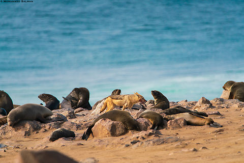 On the prowl || Cape cross seal reserve || Oct 2018
Along the Skeleton coast in Namibia lies the Cape Cross, world’s largest breeding colony of Cape fur seals. Here a small population of the black backed jackals have adapted themselves to live in this harsh environment, this is possible due to the fur seal colony. The jackals are opportunistic and live mainly on seal pups that stray away from their mothers. Black-backed jackal,Canis mesomelas